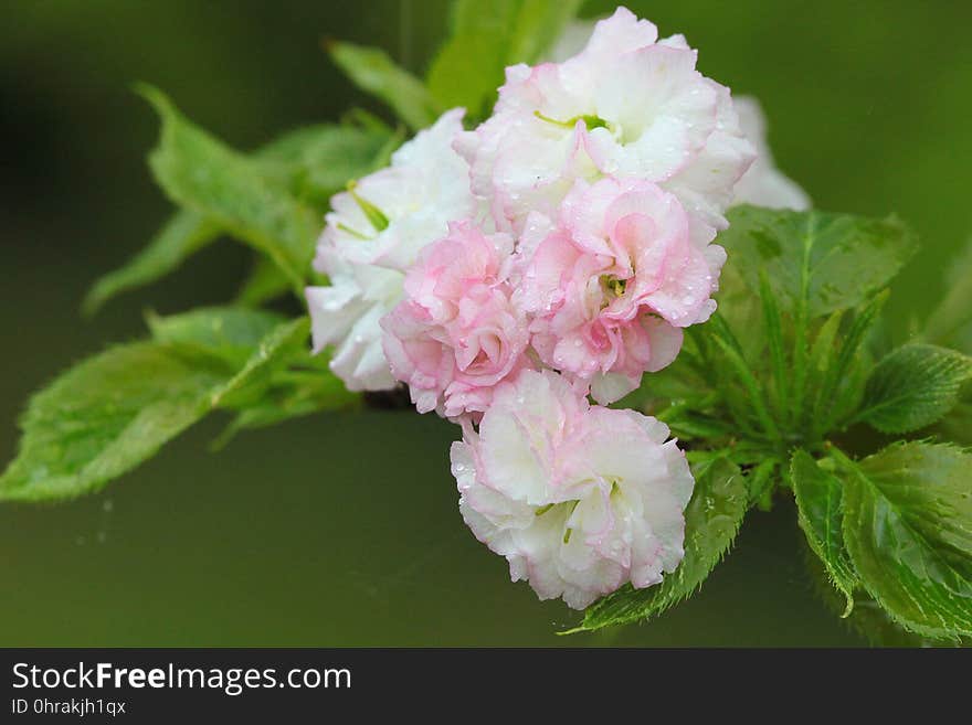 Flower, Pink, Plant, Flowering Plant