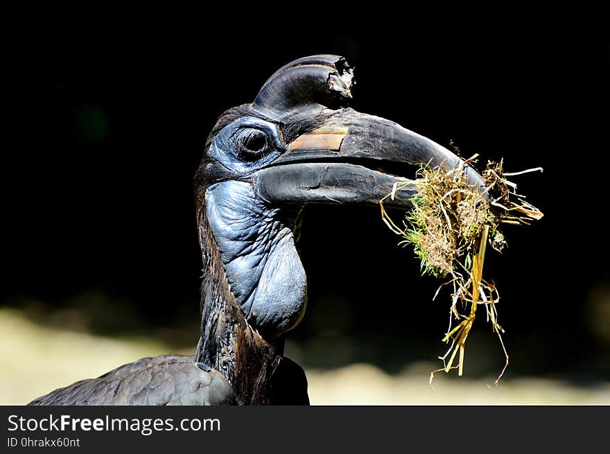 Beak, Bird, Fauna, Hornbill