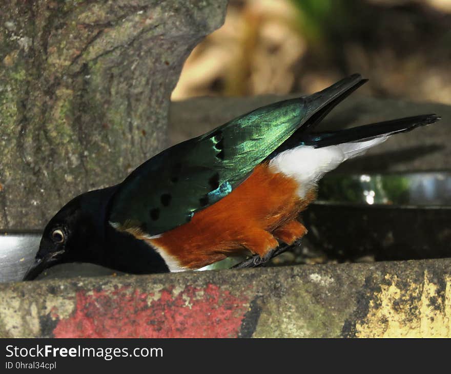 Bird, Fauna, Beak, Organism