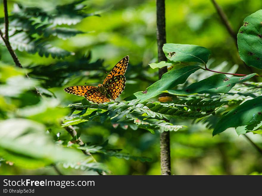 Butterfly, Insect, Moths And Butterflies, Vegetation