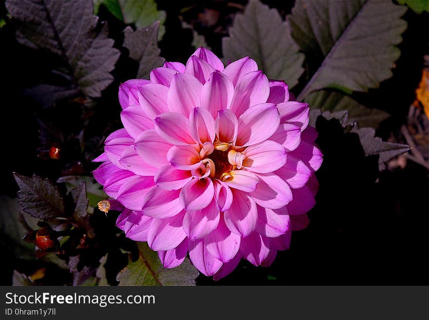 Flower, Pink, Plant, Flowering Plant