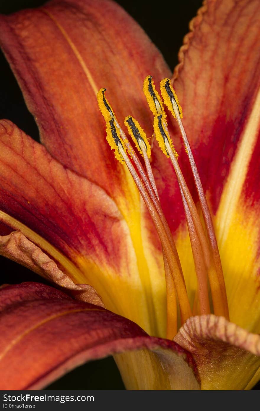 Yellow, Flower, Flora, Lily