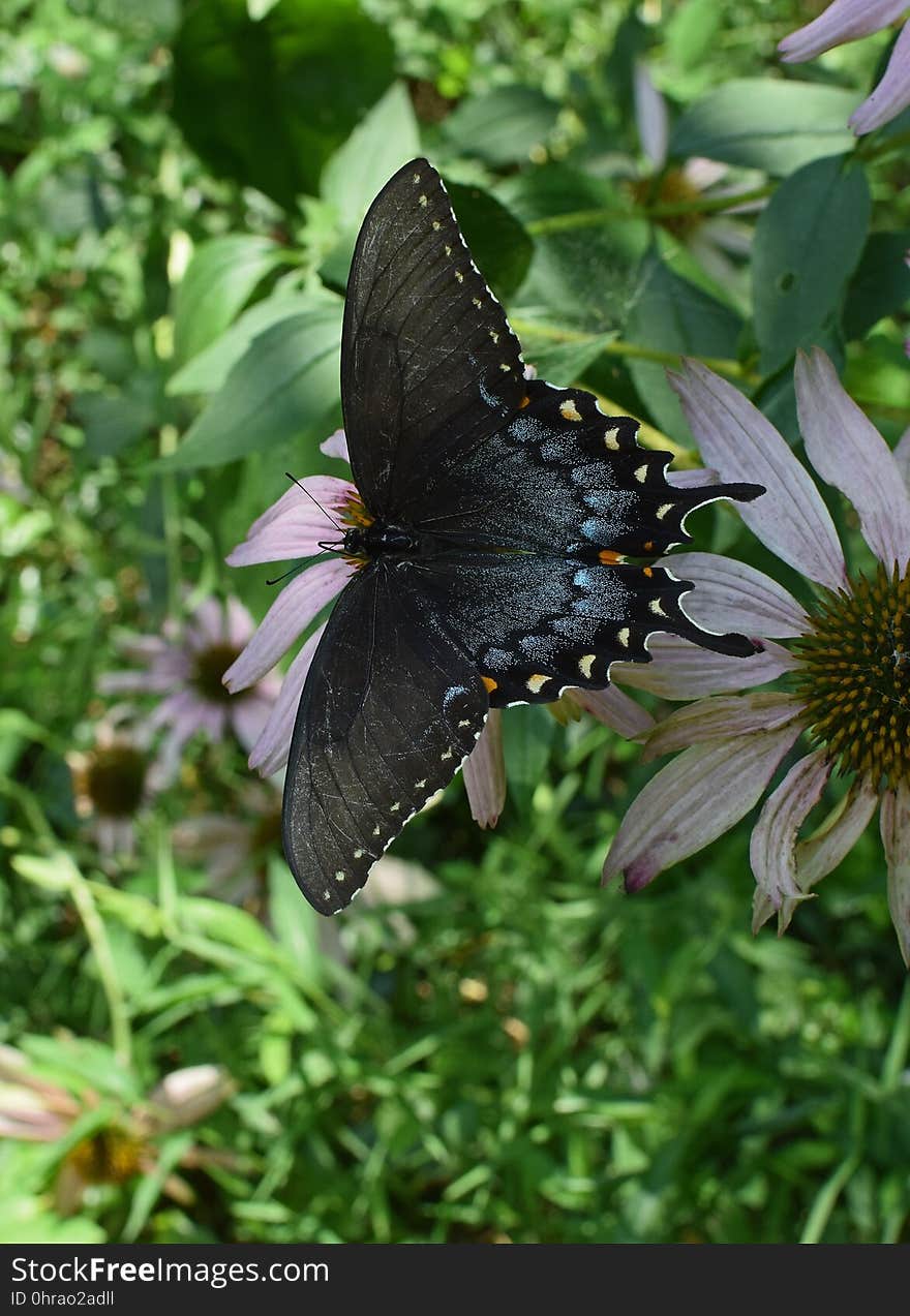 Butterfly, Moths And Butterflies, Insect, Invertebrate