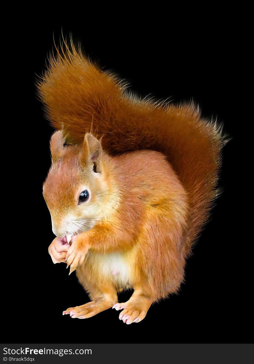 Squirrel, Mammal, Fauna, Rodent