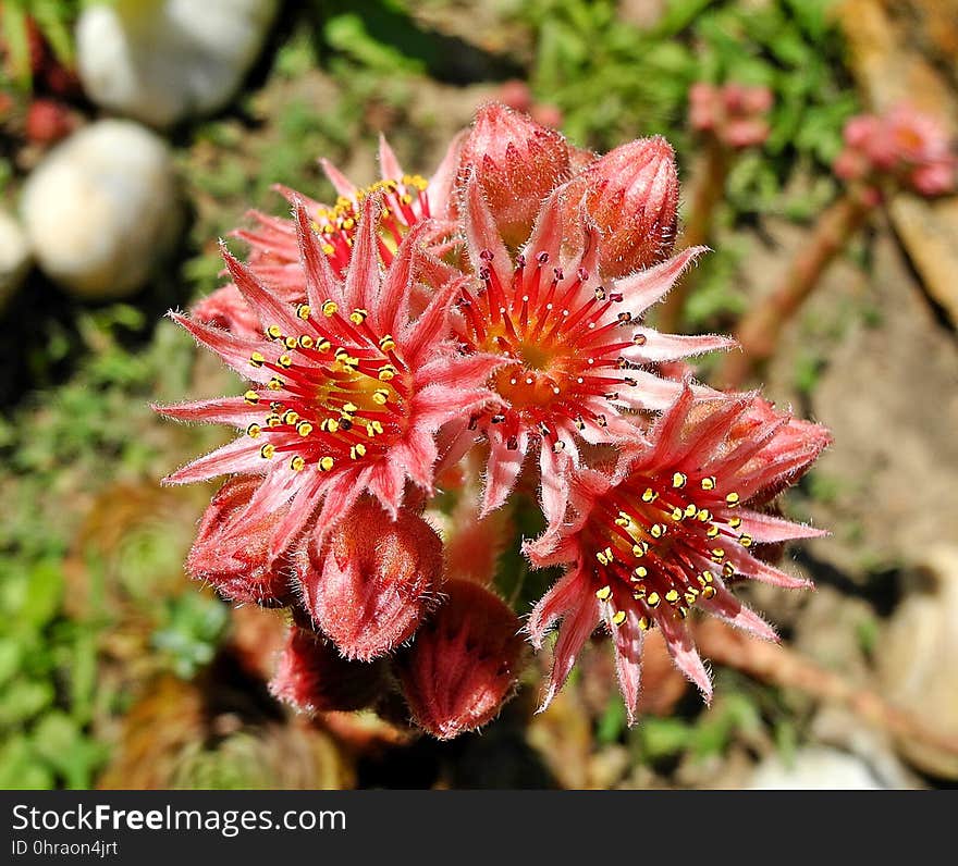 Flower, Flora, Plant, Subshrub