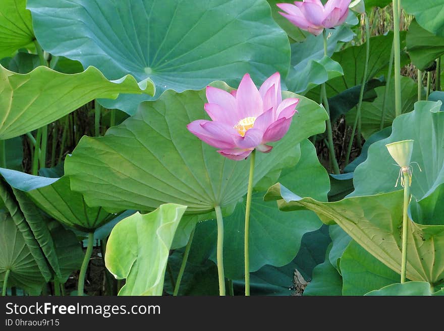 Flower, Plant, Sacred Lotus, Lotus