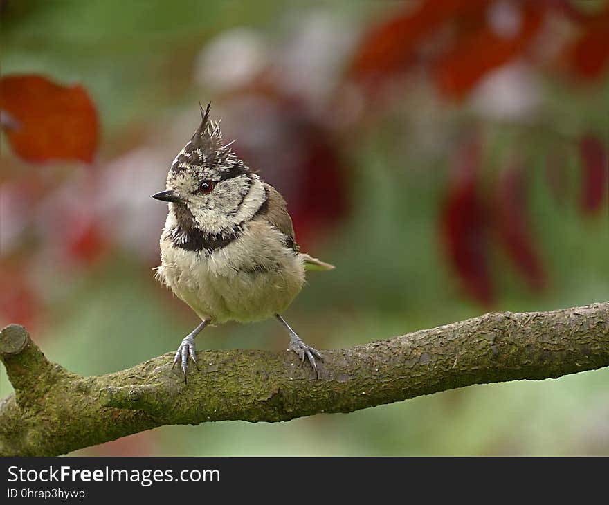 Bird, Fauna, Beak, Wildlife