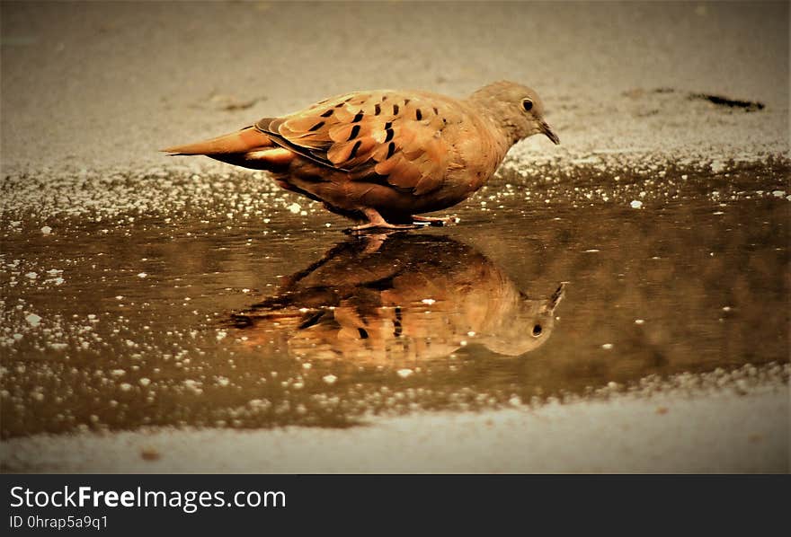 Bird, Fauna, Beak, Wildlife