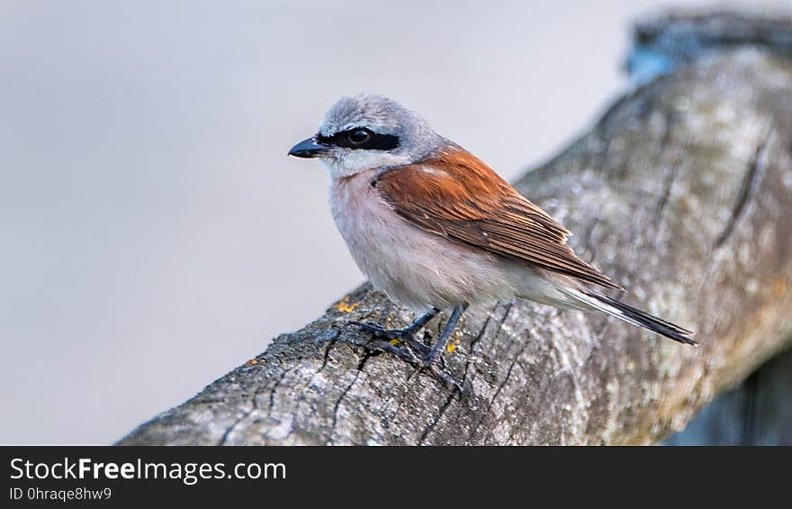 Bird, Fauna, Beak, Wildlife