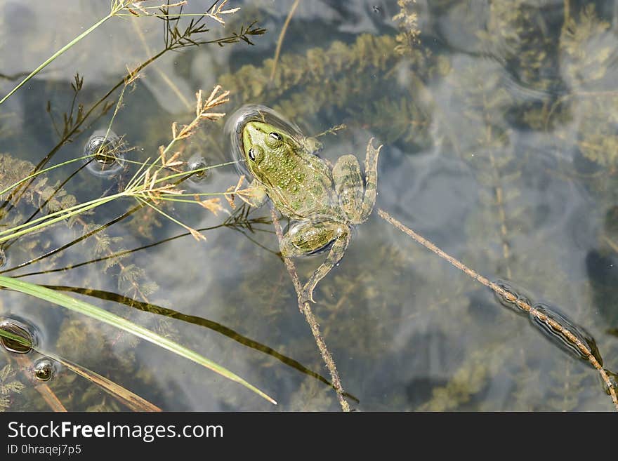 Fauna, Wildlife, Flora, Grass Family