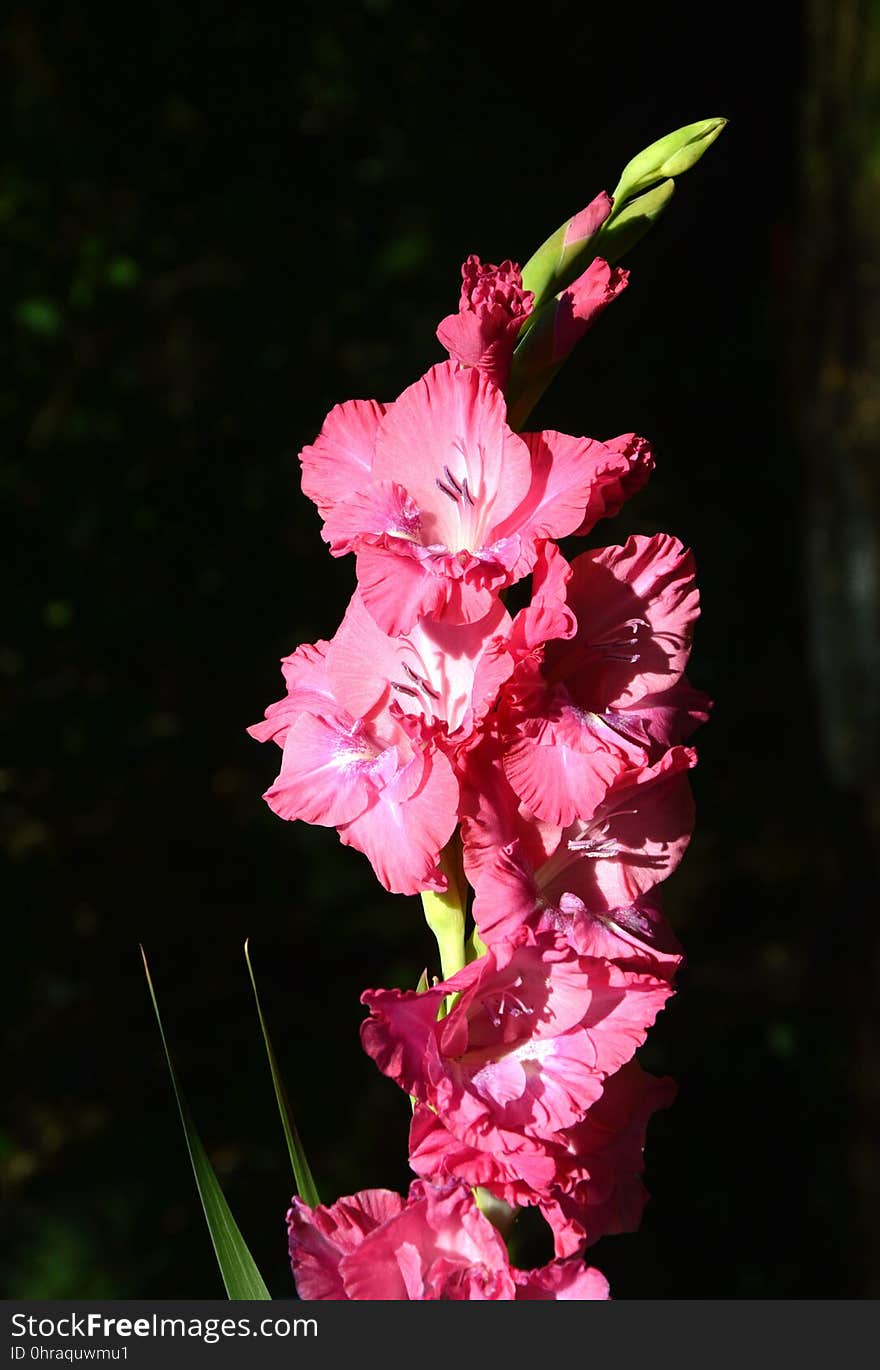 Flower, Plant, Flowering Plant, Pink