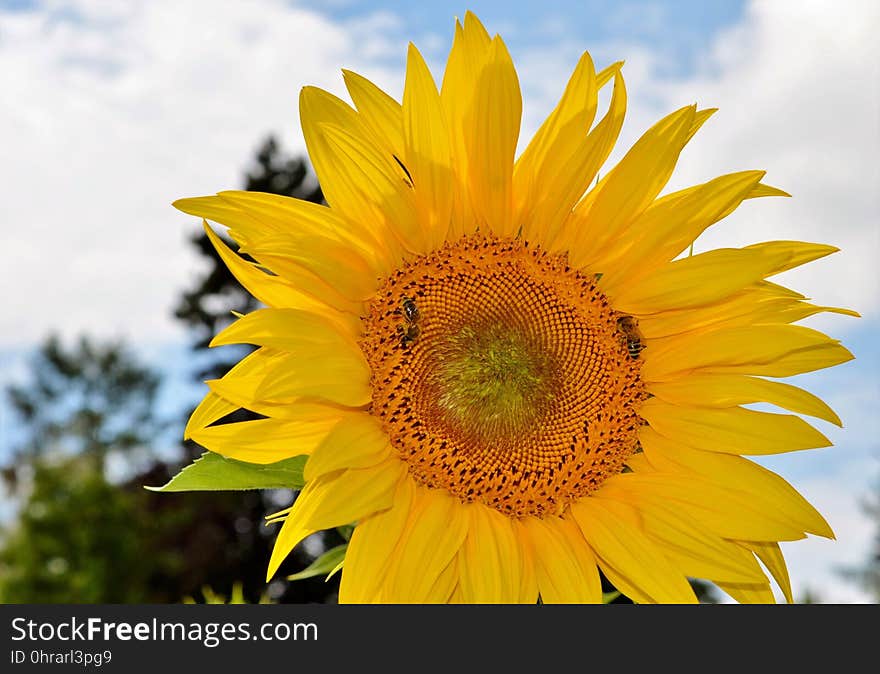 Flower, Sunflower, Yellow, Sunflower Seed