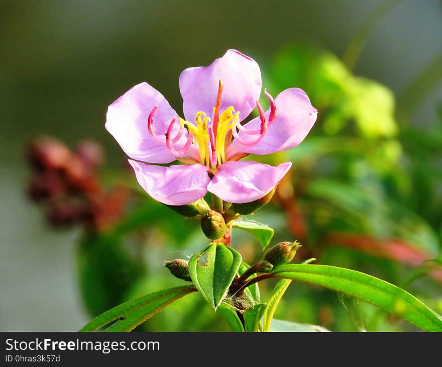 Flower, Flora, Plant, Melastome Family