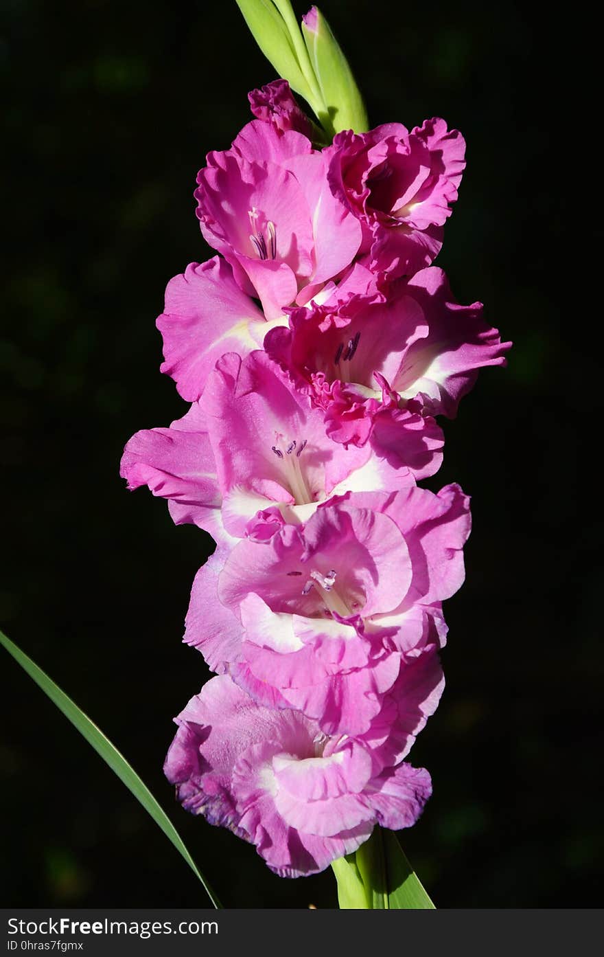 Flower, Flowering Plant, Plant, Gladiolus