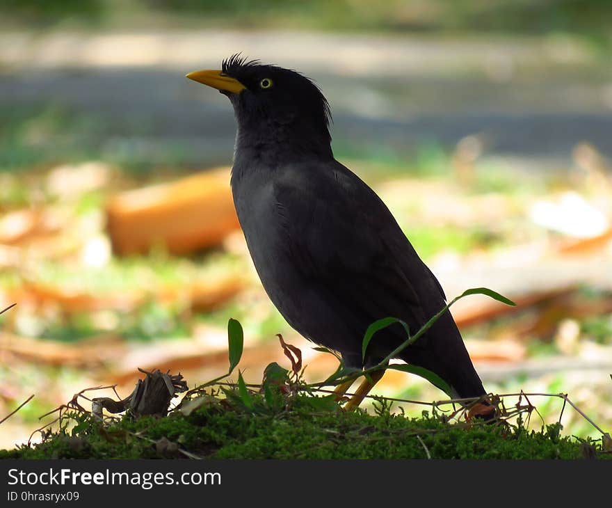 Bird, Beak, Fauna, Blackbird