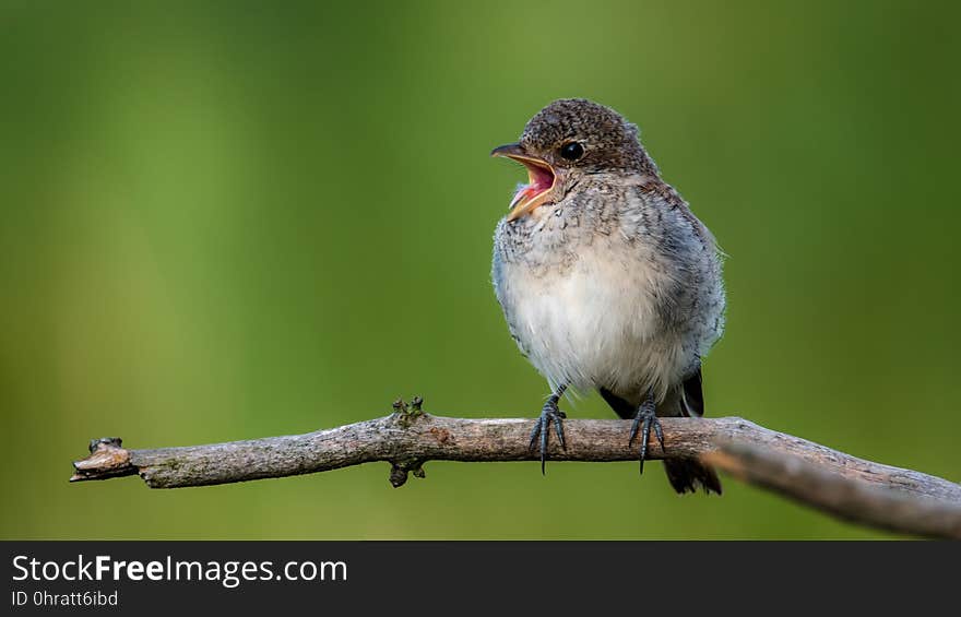 Bird, Fauna, Beak, Nightingale