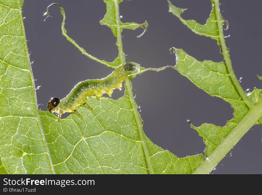 Caterpillar, Larva, Leaf, Insect