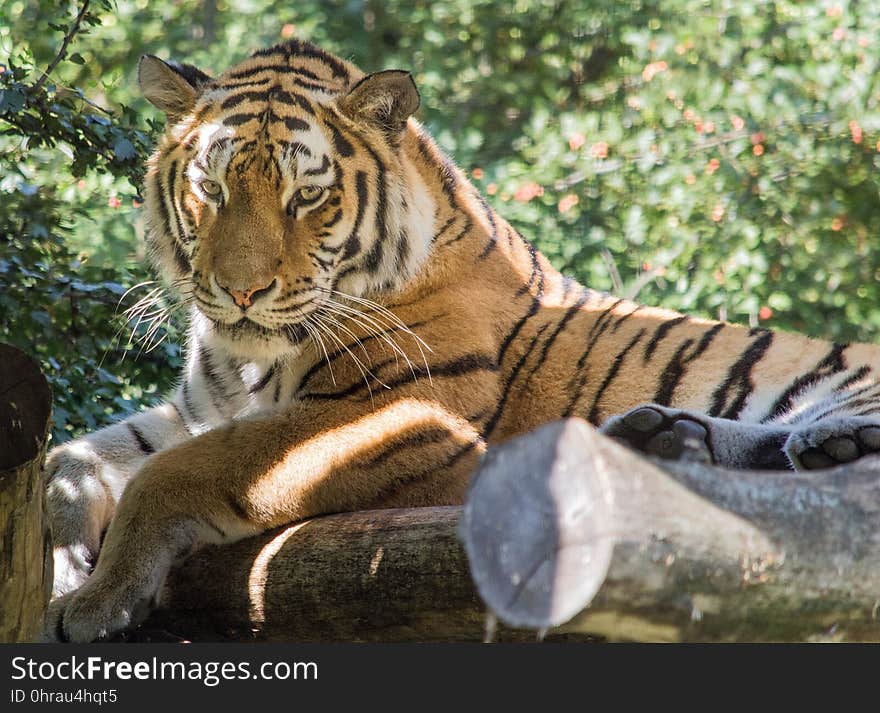 Tiger, Wildlife, Mammal, Terrestrial Animal