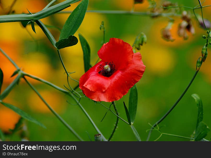 Flower, Wildflower, Vegetation, Flora