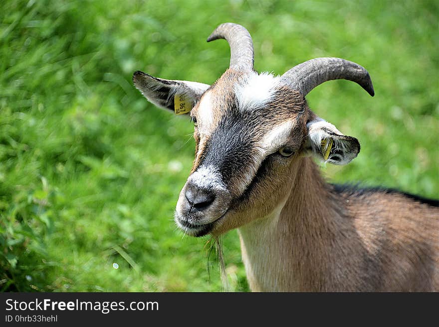 Goats, Goat, Fauna, Horn