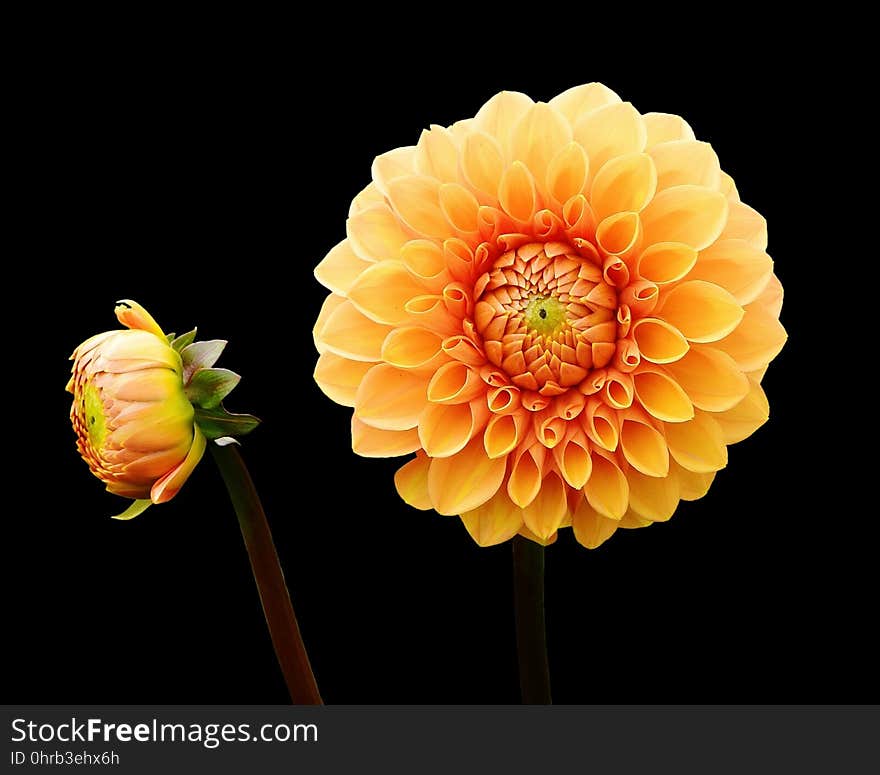 Flower, Yellow, Flowering Plant, Dahlia