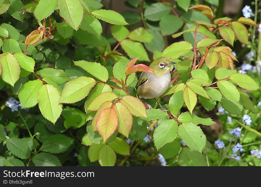 Bird, Fauna, Leaf, Beak