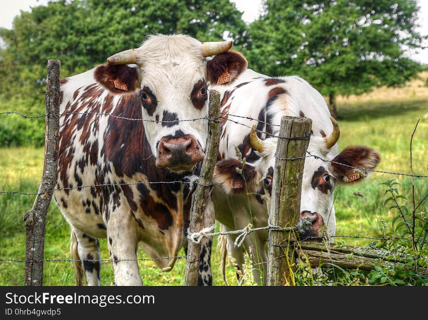 Cattle Like Mammal, Dairy Cow, Pasture, Grazing