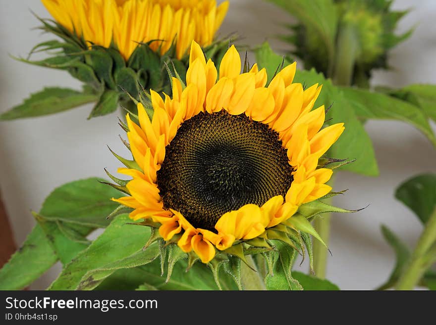 Flower, Sunflower, Sunflower Seed, Plant