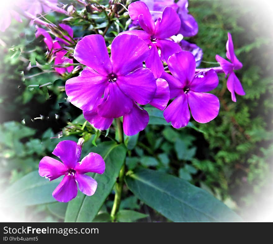 Flower, Plant, Purple, Flowering Plant