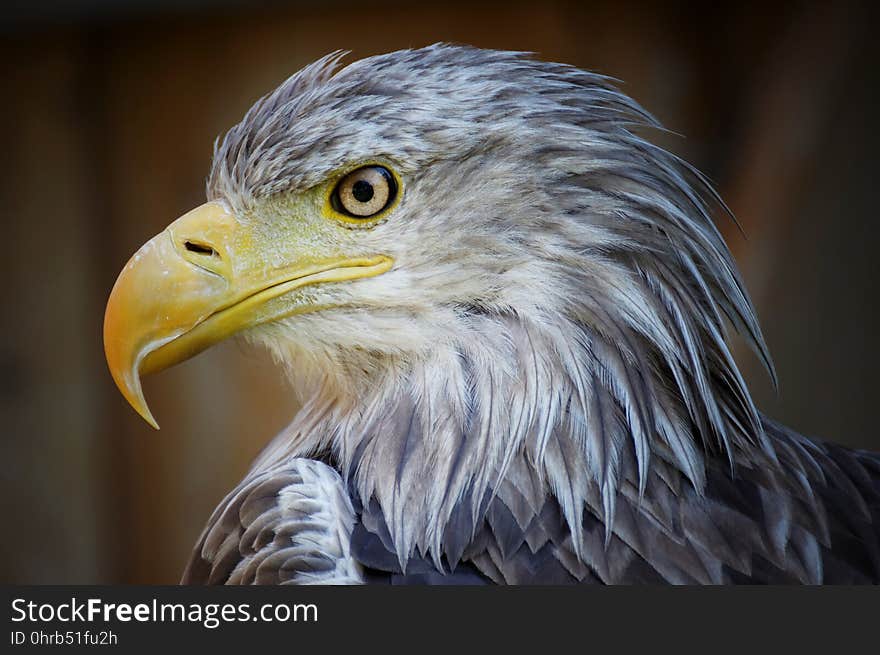 Beak, Bird Of Prey, Bird, Eagle