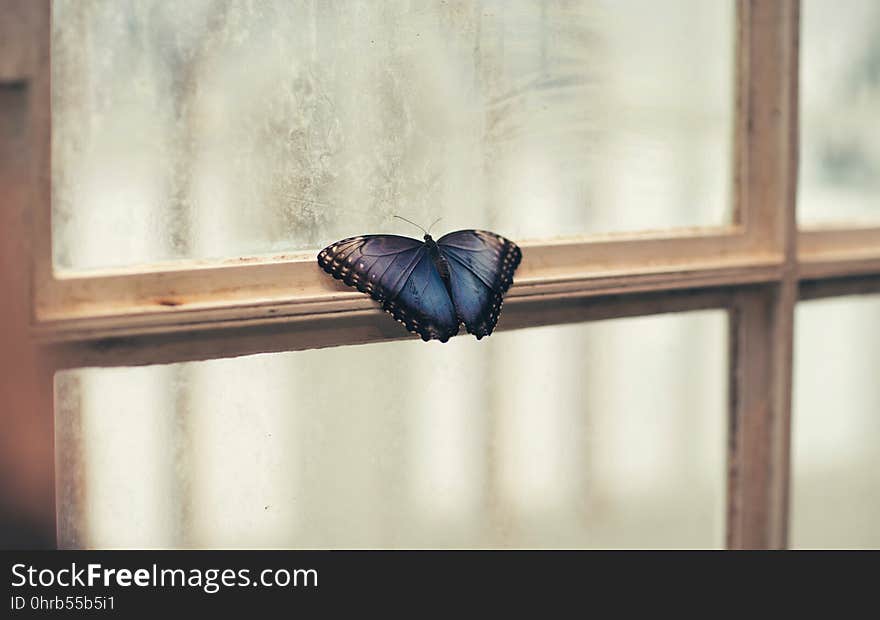 Moths And Butterflies, Butterfly, Insect, Invertebrate