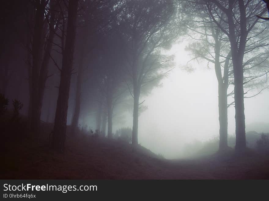 Fog, Mist, Forest, Atmosphere