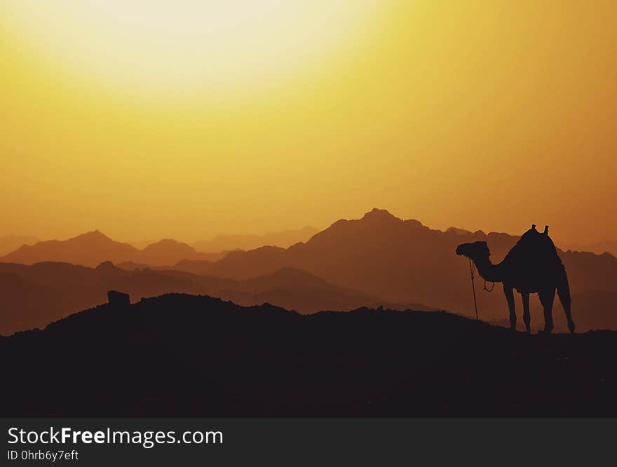 Camel, Sky, Sunrise, Camel Like Mammal