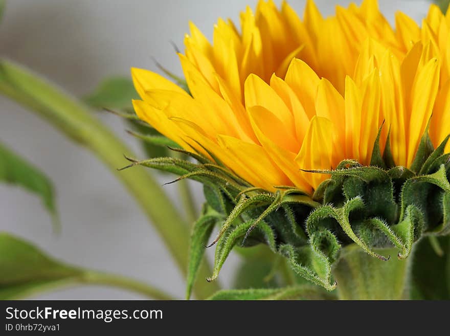 Flower, Yellow, Sunflower, Close Up