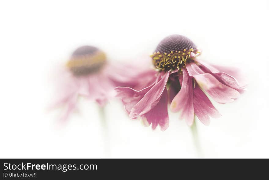 Flower, Violet, Purple, Close Up