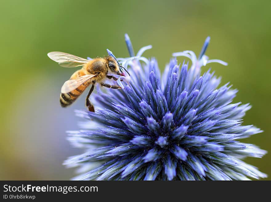 Honey Bee, Bee, Insect, Membrane Winged Insect