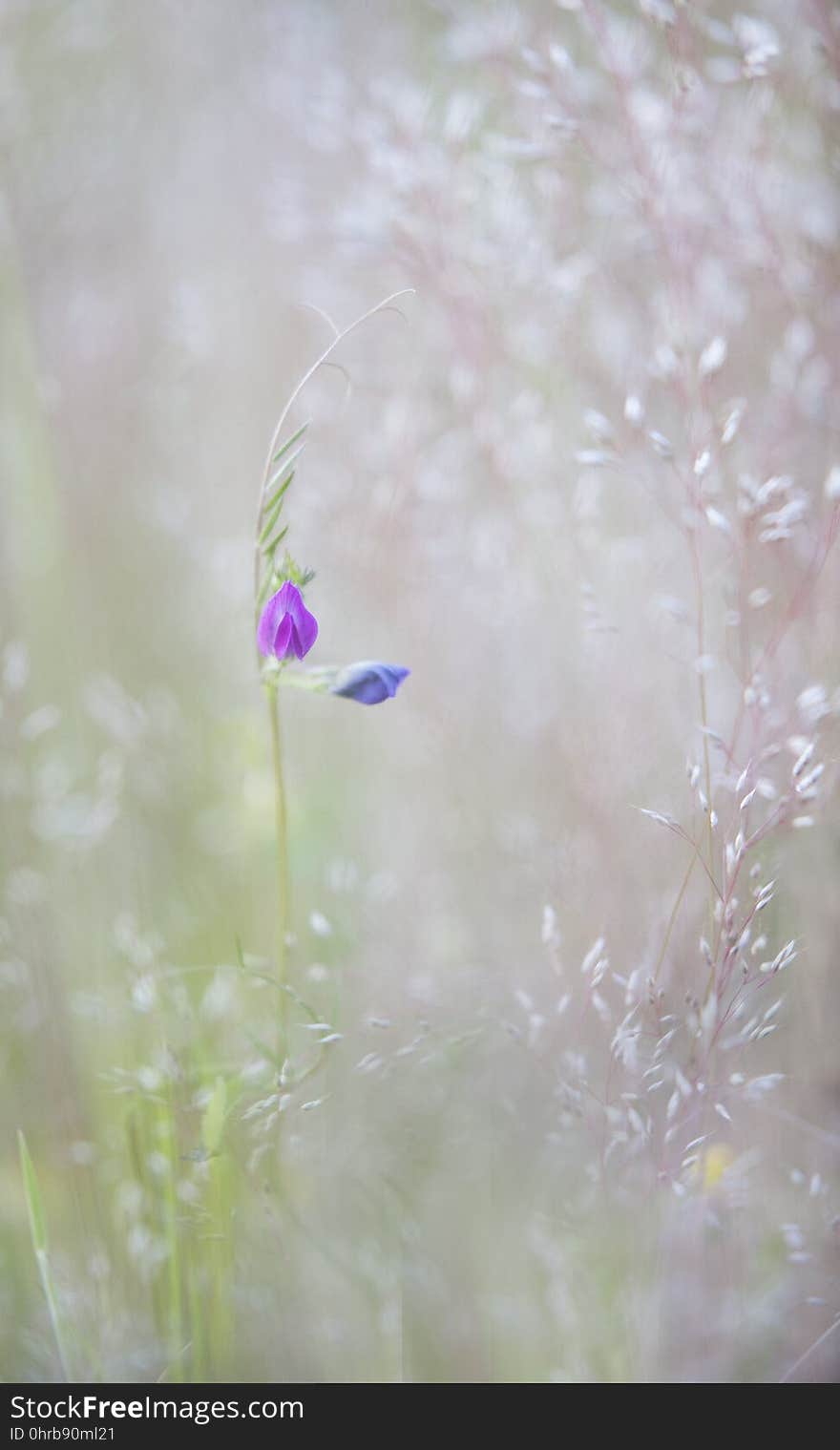 Flower, Lavender, Flora, Water