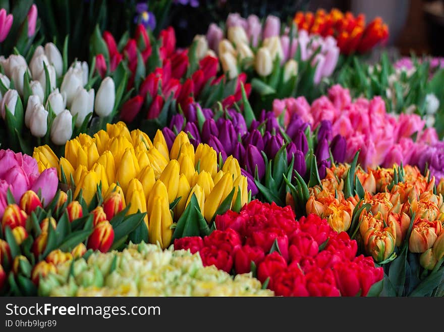 Flower, Flowering Plant, Plant, Tulip