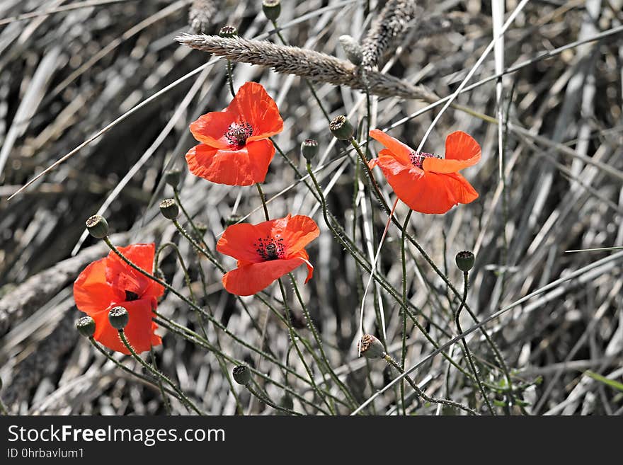 Flower, Flora, Wildflower, Plant