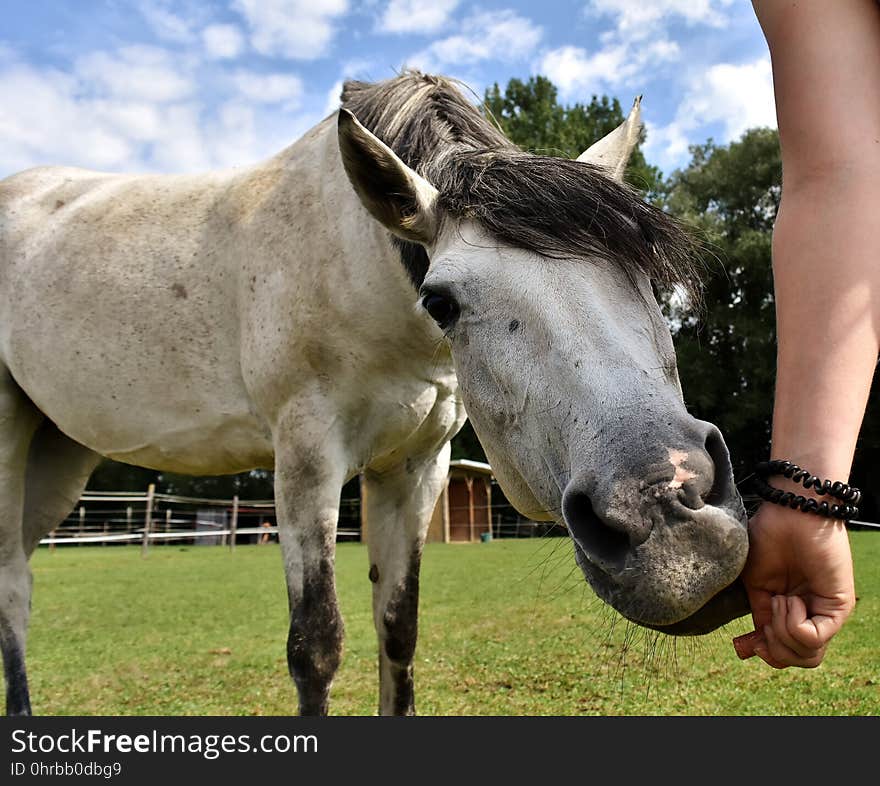 Horse, Mane, Horse Like Mammal, Mare