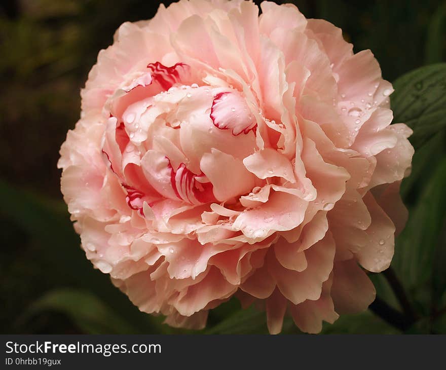 Flower, Pink, Plant, Flowering Plant