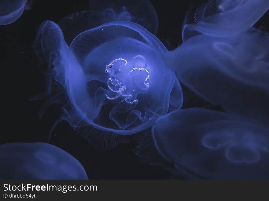 Jellyfish, Cnidaria, Blue, Marine Invertebrates