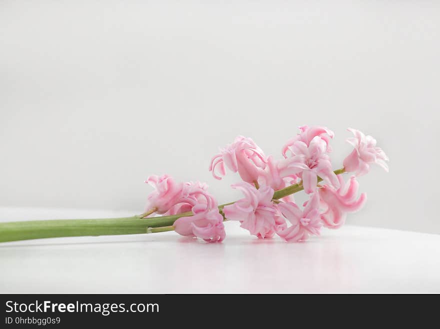 Flower, Pink, Flowering Plant, Cut Flowers