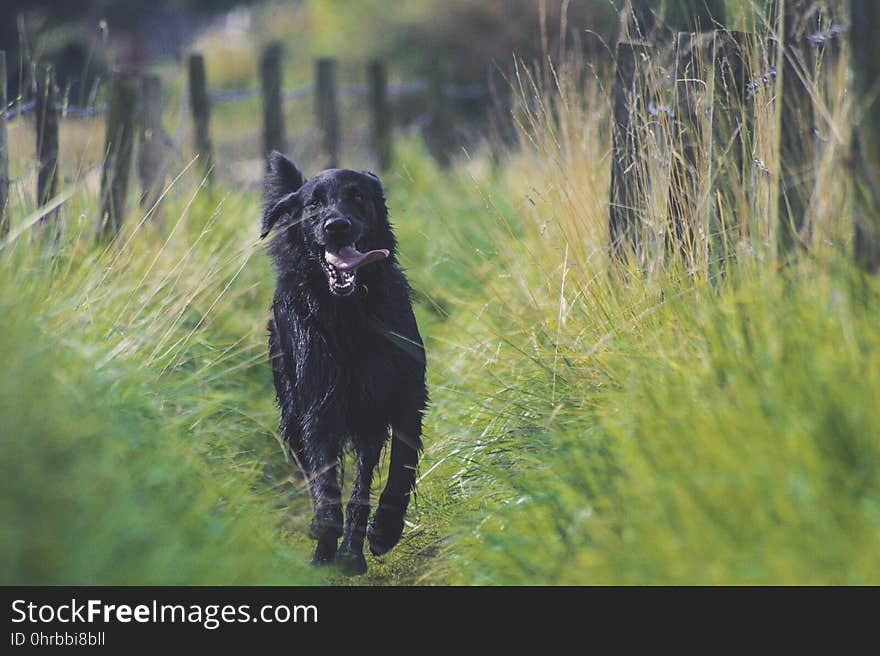 Dog, Black, Dog Like Mammal, Dog Breed