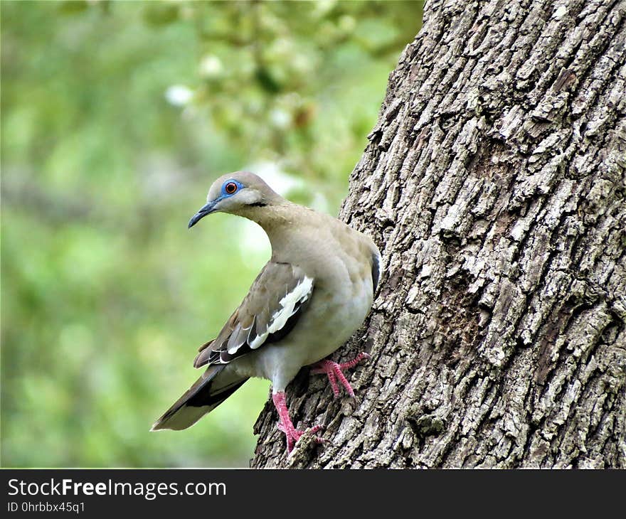 Bird, Fauna, Beak, Tree