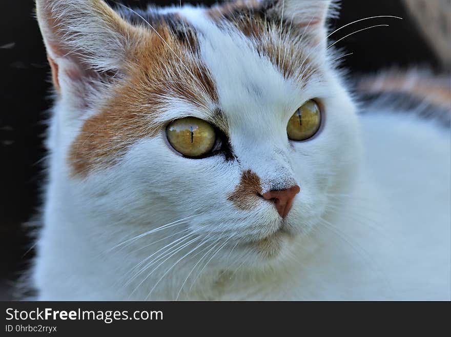 Cat, Whiskers, Fauna, Small To Medium Sized Cats