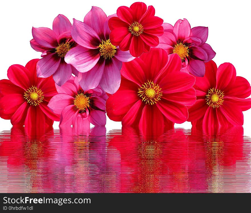 Flower, Pink, Garden Cosmos, Petal