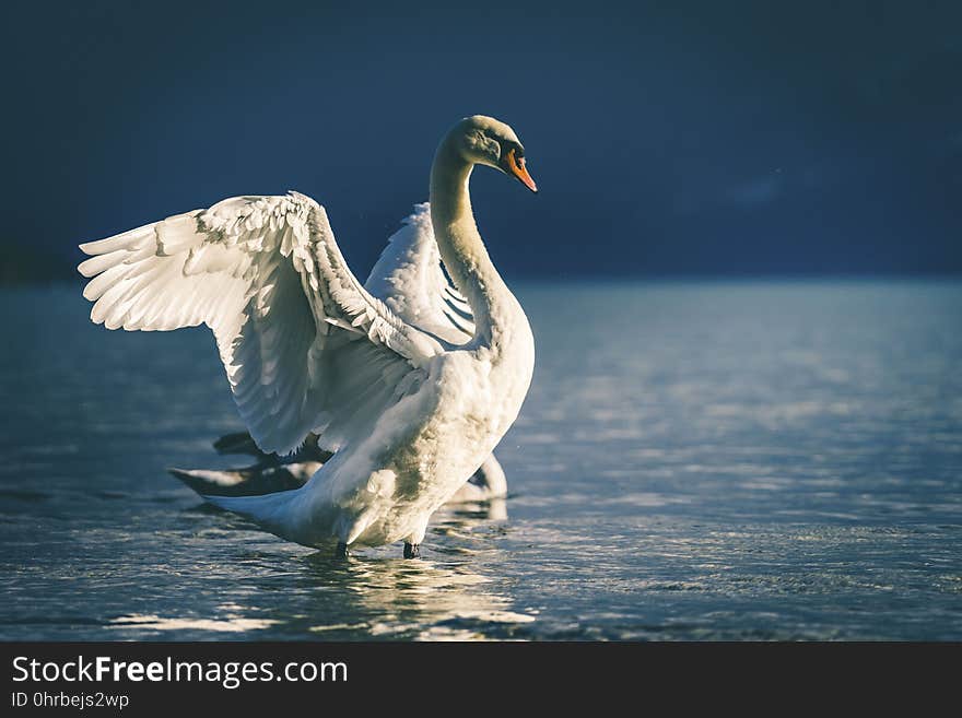 Swan, Water Bird, Bird, Beak