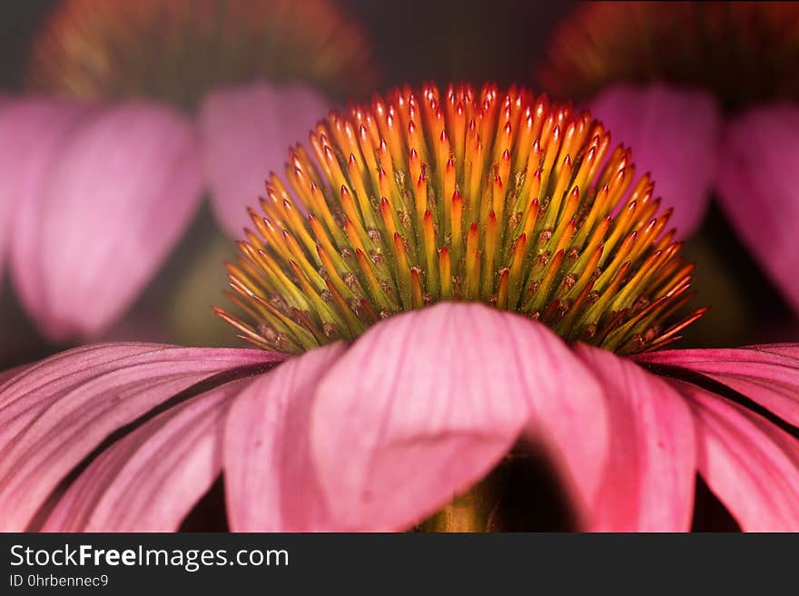 Flower, Pink, Flora, Coneflower