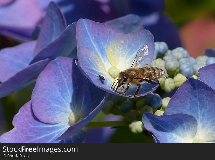 Honey Bee, Bee, Flower, Flora